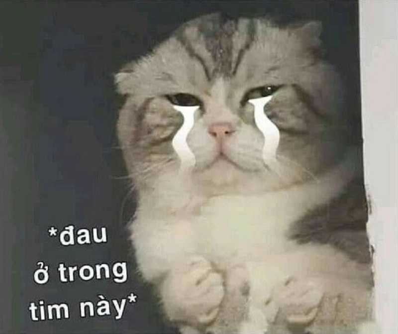 Meme mèo khóc