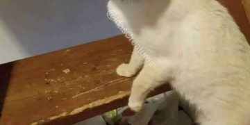 Meme mèo cute